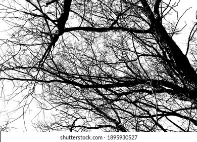 1,133 Negative branches silhouette tree Images, Stock Photos & Vectors ...