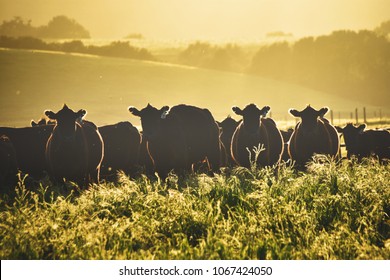 Silhouettes of cows in a sunny summer evening against mountains in a field with long grass