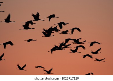 Silhouettes of  Cranes( Grus Grus) at Sunset Germany  Baltic Sea  - Shutterstock ID 1028917129