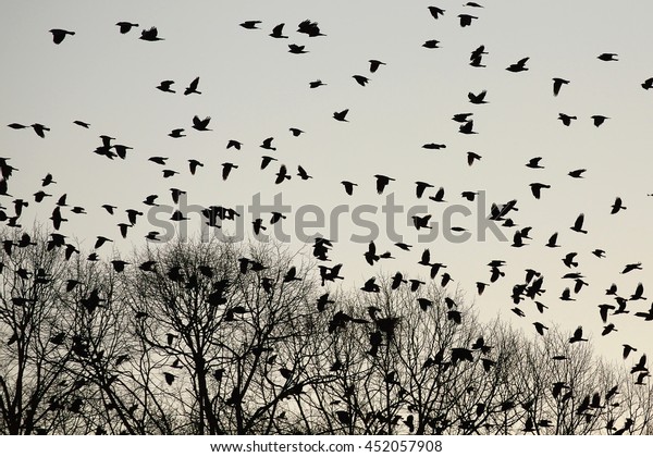 Silhouettes Crows Flying Over Trees Stock Photo 452057908 | Shutterstock