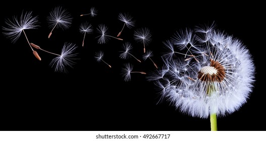 Silhouettes Of Dandelions