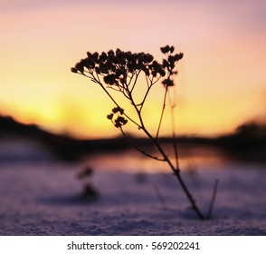 silhouettes of different forms of existence at sunset. photos micro-stock