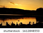 Silhouettes of ducks on the shore of lake Kuchajda at sunset - Kuchajda, Bratislava, Slovakia, Europe