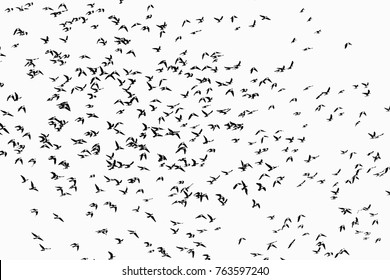 Birds Of A Feather Flock Together Images, Stock Photos & Vectors ...