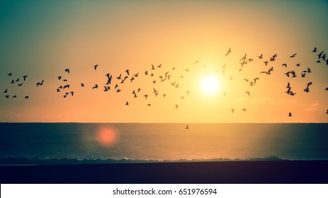 Silhouettes flock of birds over the Atlantic ocean during sunset. Seagulls .