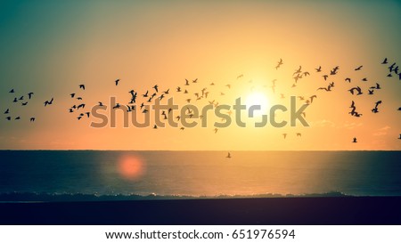 Silhouettes flock of birds over the Atlantic ocean during sunset. Seagulls .