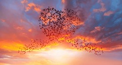 Silhouettes Of Flying Birds (in Shape Of Heart)