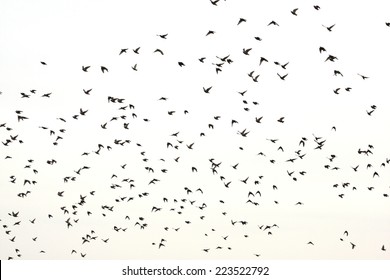Silhouettes flying birds on background sky - Shutterstock ID 223522792
