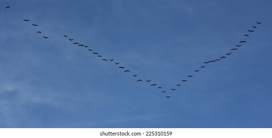 Silhouettes Of Flying Geese In V Formation.