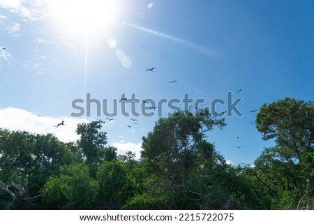 Silhouettes of frigates in elephant rays above the trees. Blurred figures of birds similar to pterodactyls. Bird Island, Sian Caan, Mexico. [[stock_photo]] © 