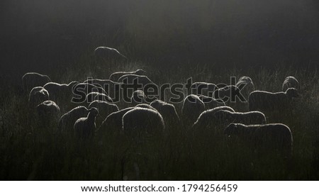 Silhouettes of a herd of sheep at sunrise (backlight and low depth of field).