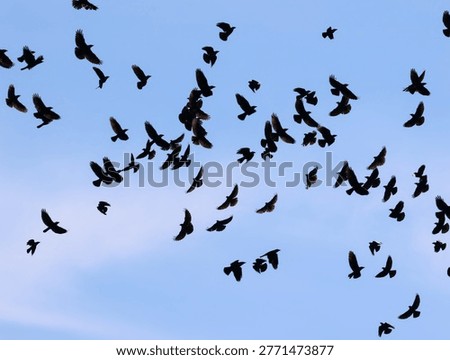 Silhouettes of many crows soaring high in the bright blue atmosphere.