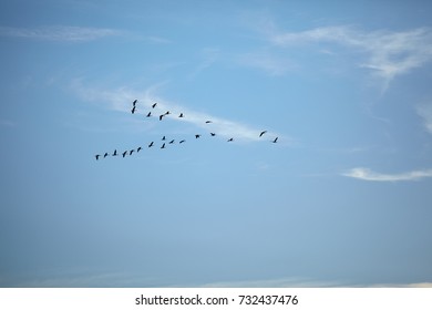 Silhouettes Of Migrating Ducks Flying In V Formation Against Sky