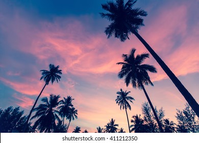 79,654 Palm trees pink background Images, Stock Photos & Vectors ...