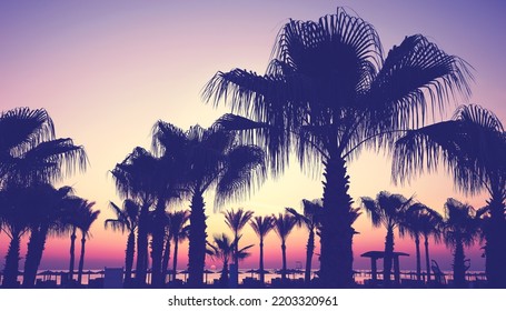 Silhouettes of palm trees at a beach at sunrise, color toning applied, Egypt. - Powered by Shutterstock