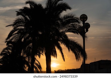 Silhouettes of palm trees and a street lamp on the embankment in Nice during sunset.  - Powered by Shutterstock