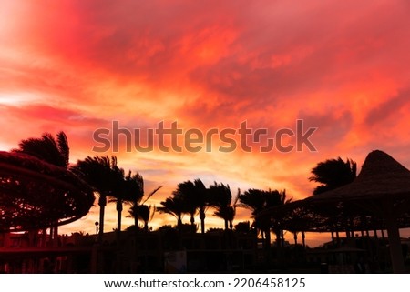 Silhouettes of palm trees swaying in the wind with sunset. An ominous sunset in the sky. Beautiful sunset with palm tree on the beach. The sun peeks through palm leaves