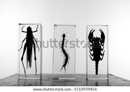 Silhouettes of phobia generating creatures 