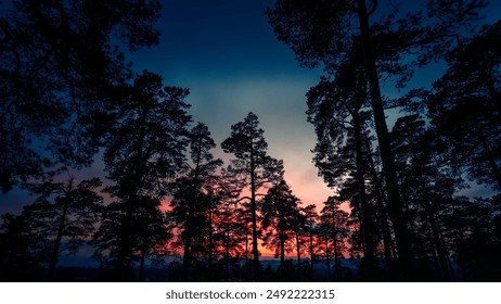 Silhouettes of pine trees against a dramatic sunset. Halloween background