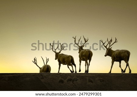 Image, Stock Photo Iceland Environment Nature