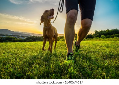 Silhouetten von Läufer und Hund auf dem Feld unter goldenem Sonnenuntergang Himmel in der Abendzeit. Outdoor läuft. Athletischer junger Mann mit seinem Hund laufen in der Natur.