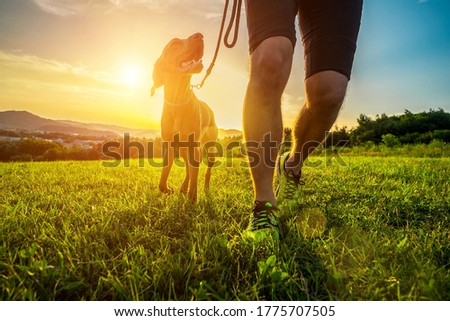 Silhouettes of runner and dog on field under golden sunset sky in evening time. Outdoor running. Athletic young man with his dog are running in nature.