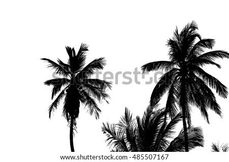 Silhouettes of several tropical palm trees isolated on a white background. See portfolio for other similar images.