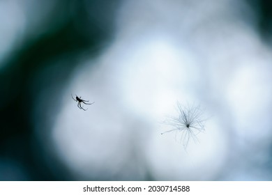 Silhouettes Of Spider And Dandelion Seed Head