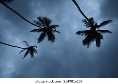 Silhouettes of tall palm trees against a  cloudy evening sky, evoking a tropical and mysterious atmosphere - Powered by Shutterstock