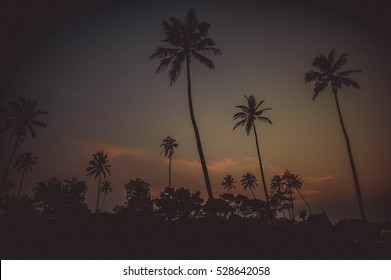 Silhouettes of tall palm trees against the sky