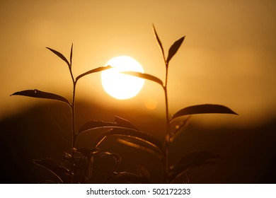 Silhouettes of tea, sunrise