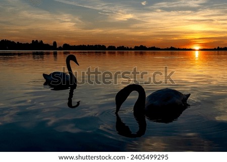 The silhouettes of these two swans are reflected in the water during this beautiful sunset over Lake Zoetermeerse Plas Imagine de stoc © 