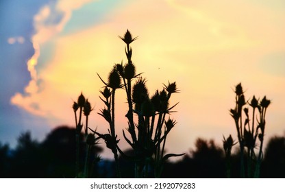 The Silhouettes Of Thorny Plants Under The Golden Sunset Sky