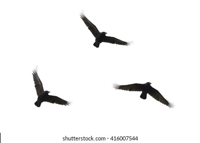 Silhouettes Of Three Flying Carrian Crows Isolated On White