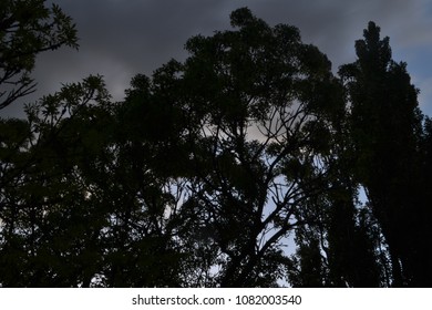 silhouettes of trees