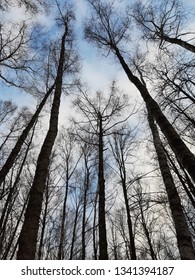 Silhouettes of trees in the forest