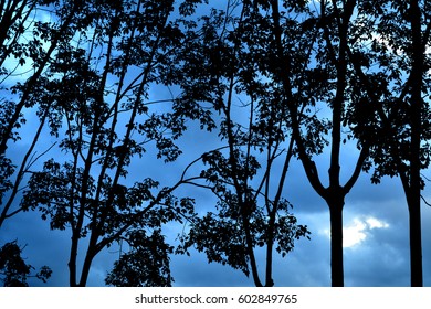 silhouettes of trees. forest background