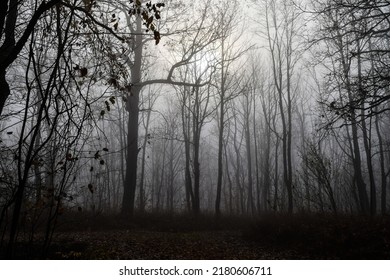 Silhouettes of trees in a misty forest. Misty forest trees in morning fog. Misty forest trees background. Misty forest in fog