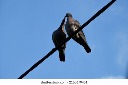 Silhouettes Of Two Birds Kissing On A Wire Against Deep Blue Sky