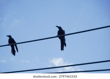 Silhouettes of two crows perched on parallel power lines, set against a vast expanse of blue sky dotted with soft white clouds