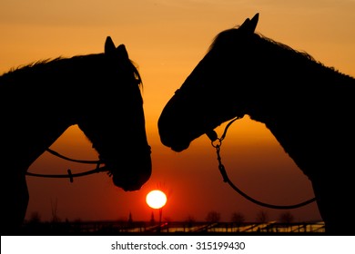 Silhouettes of two horses in bridles, sunset on background