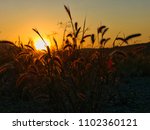 silhouettes of vegetation at sunset