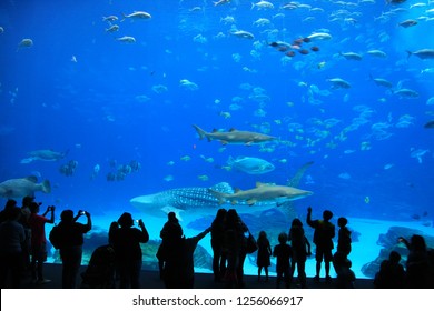 Silhouettes of visitors at an aquarium with Whale Shark and various kinds of fish swimming in the tank - Powered by Shutterstock