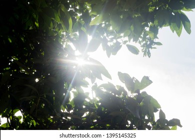 Silhoutte Of A Avacado Tree 