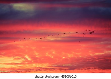 Silhoutte of birds flying in formation with dramatic clouds at sunset - Powered by Shutterstock