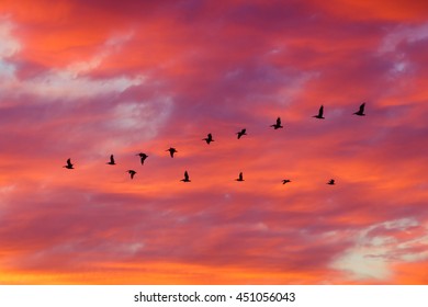 Silhoutte of birds flying in formation with dramatic clouds at sunset