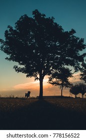 Silhoutte Of Boie The Dog Under The Tree