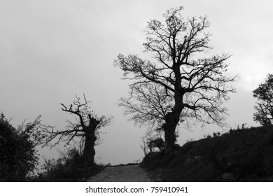 Silhoutte branch bare