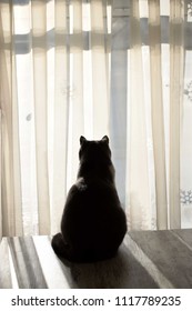 Silhoutte Of A Cat Looking Outside A Window