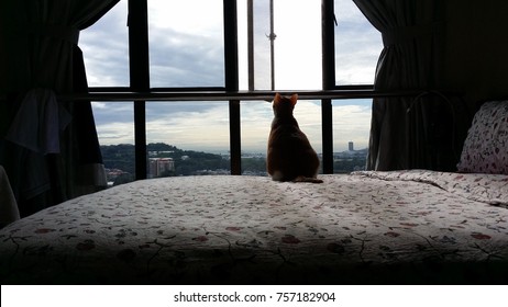 Silhoutte Of A Cat Looking Outside A Window